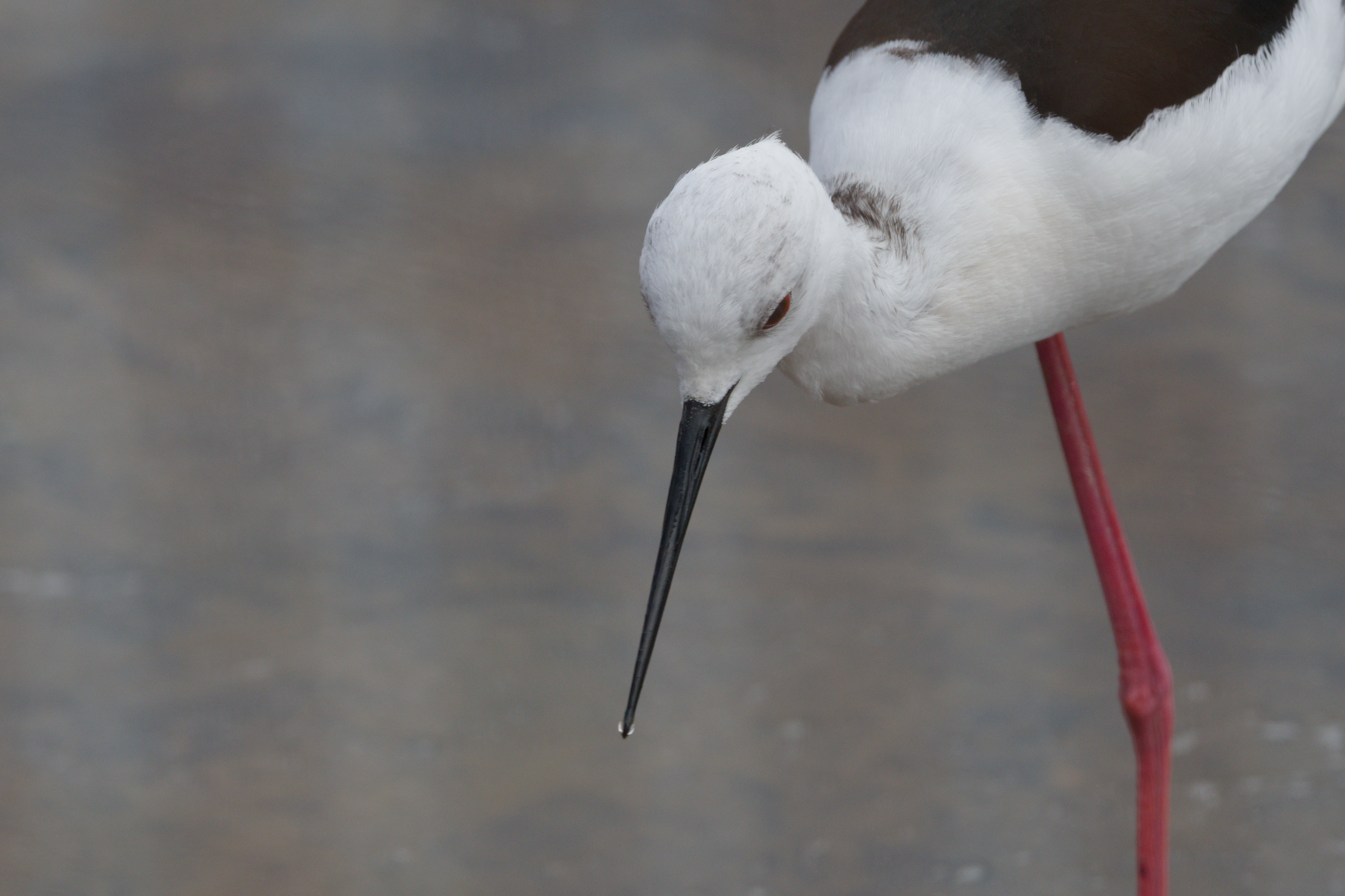 <a href="/trips/grancanaria-2023/biota/animalia/chordata/aves/024 charadriiformes/008 recurvirostridae/himantopus himantopus/himantopus himantopus-nl.html">Himantopus&nbsp;himantopus</a> / Black‑winged&nbsp;stilt / Steltkluut